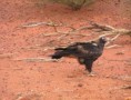 /album/alice-to-coober-pedy/a07-eagel-jpg/