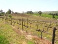 /album/claire-valley/a08-vines-jpg/